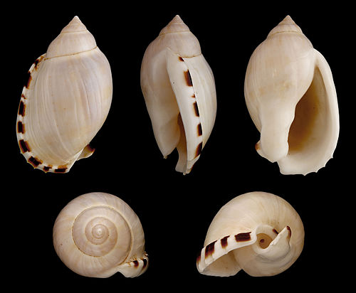 Casmaria erinaceus